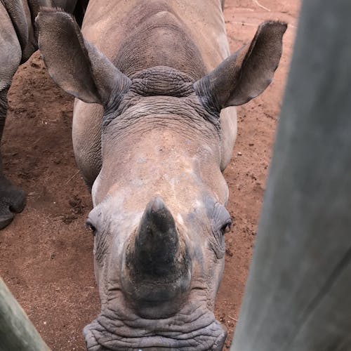 Sabrina Roach: bottle feeding a baby rhino