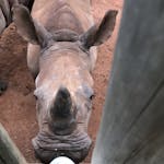 Sabrina Roach: bottle feeding a baby rhino