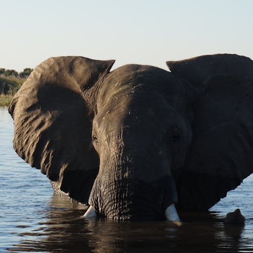 Elephant in water: Kenzie Moore