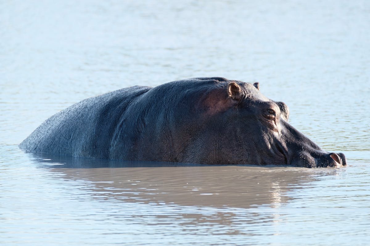 Tomer Admon: close-up of a hippo