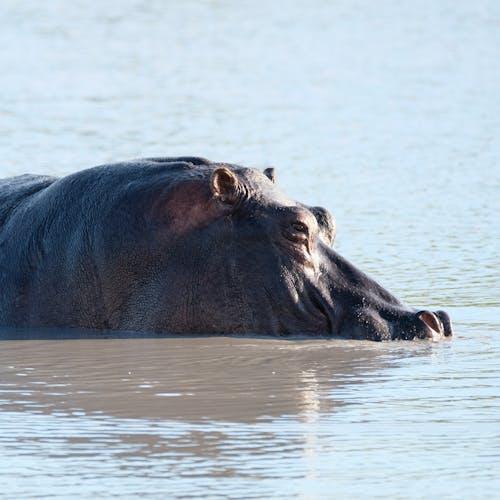Tomer Admon: close-up of a hippo