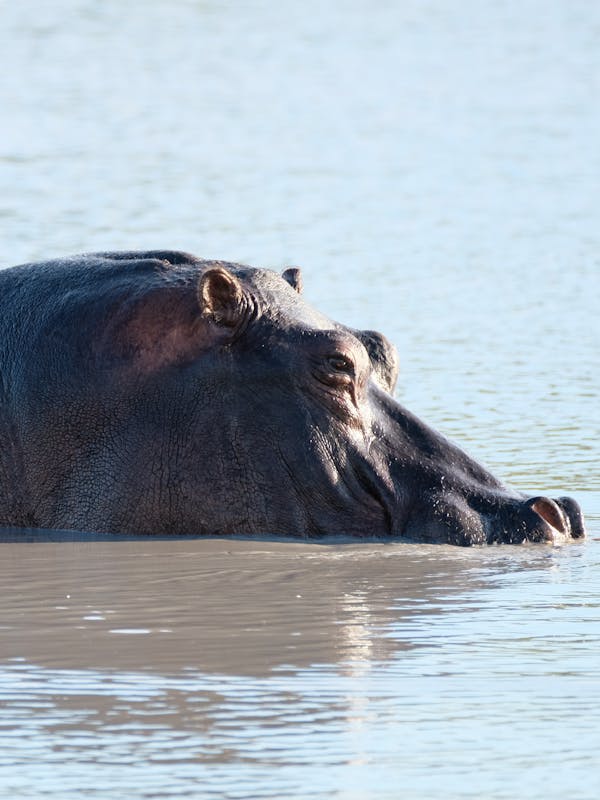 Tomer Admon: close-up of a hippo