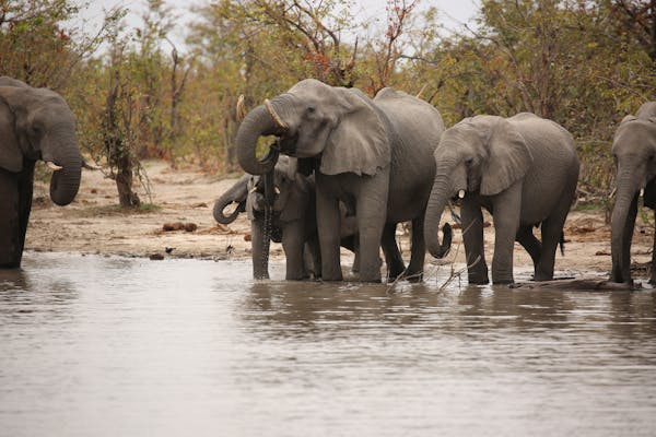 Elephants at a watering hole in Phinda