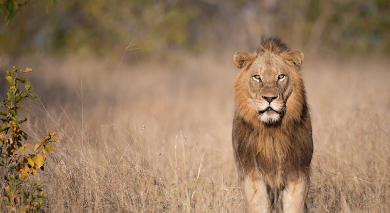 Close up of a lion looking straight at the camera