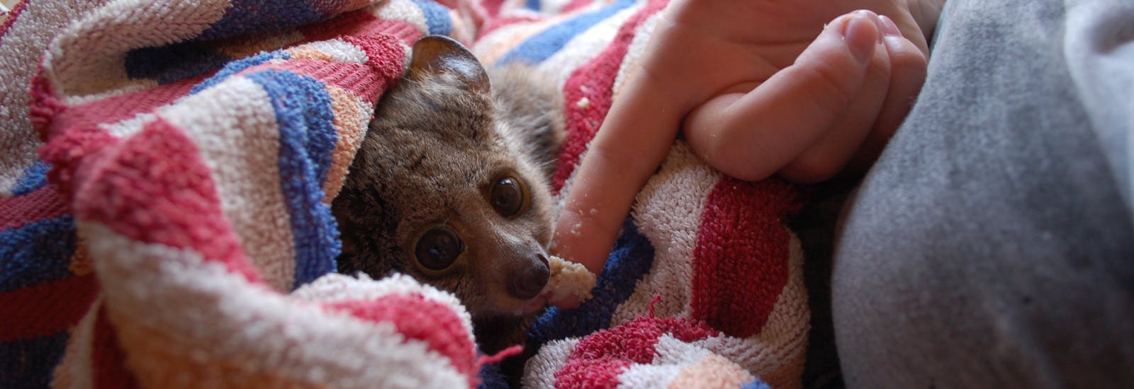 Close up of a Bushbaby