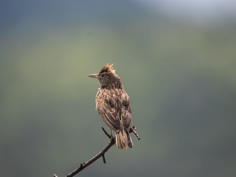 Lark perched on the top of a twig