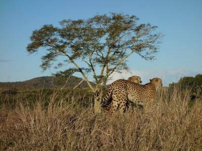 Pierce Kempkes: cheetahs beside a small tree