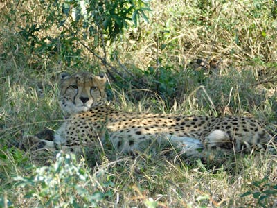 A cheetah lying in the shade