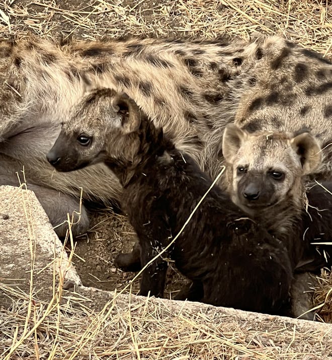Kaitlyn Evans: hyena pups