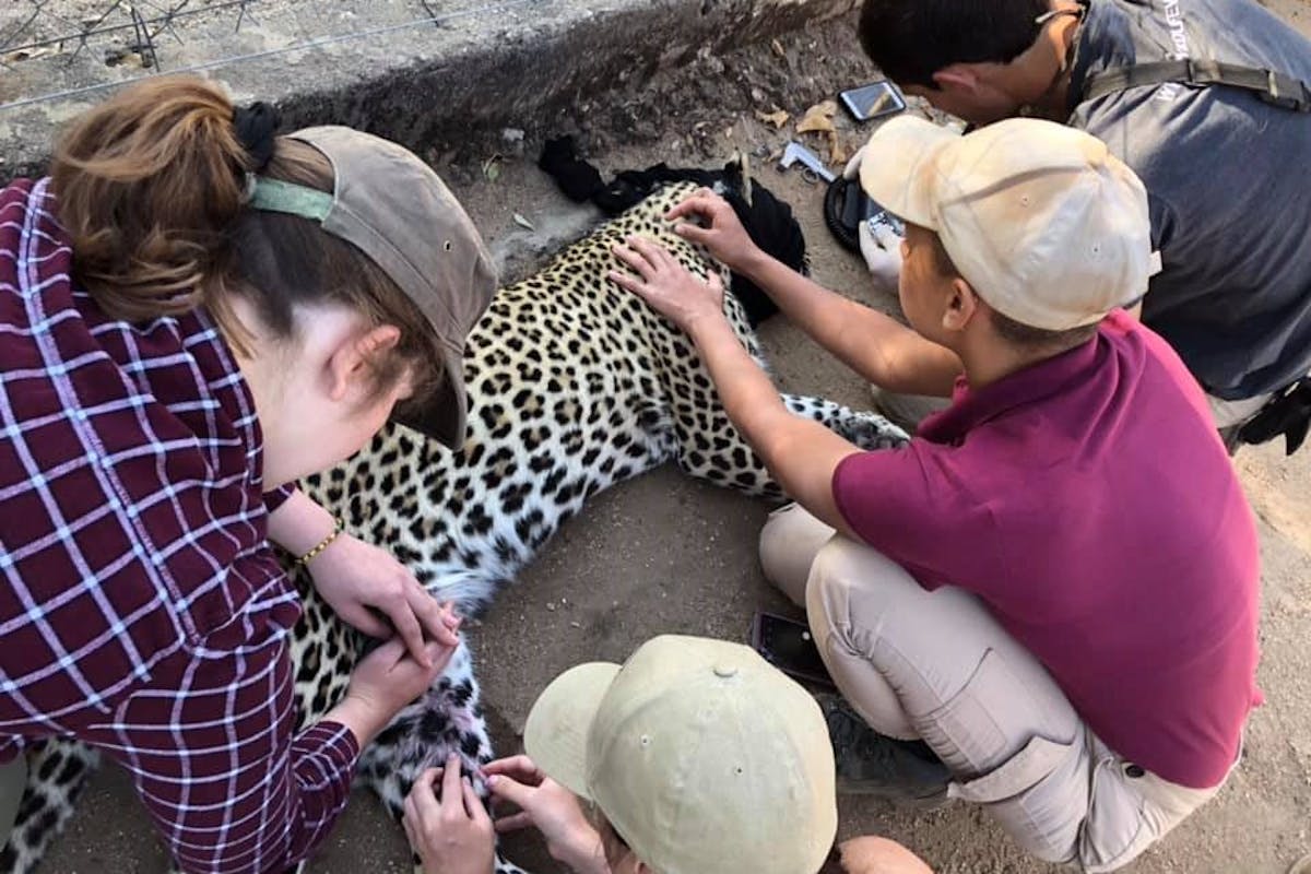 Keavy Garland: veterinary work on a sedated cheetah