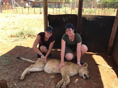 Emma Ruggles: posing with a friend next to a sedated lion