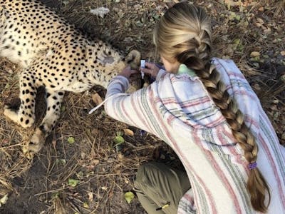 Megan Hoover: veterinary work with a sedated cheetah