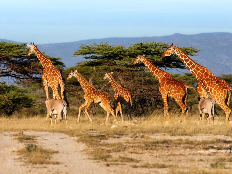A group of giraffe trekking through the bush