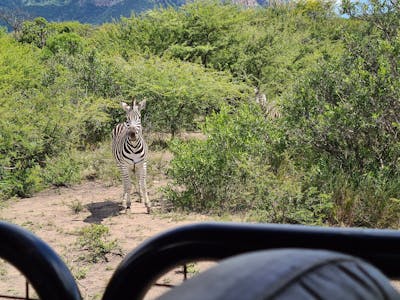 Mira van Duin: zebra viewed from vehicle