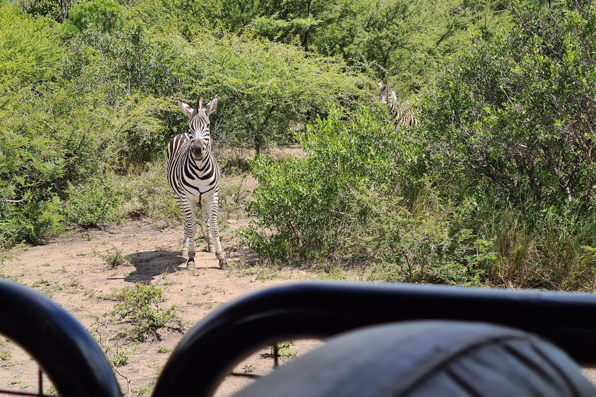 Mira van Duin: zebra viewed from vehicle
