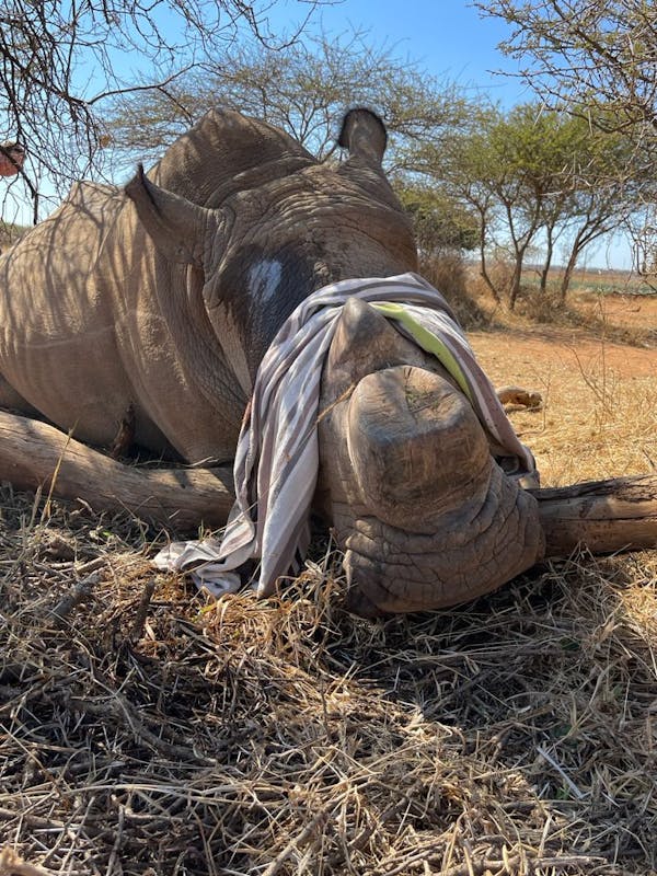 Michelle Roegiers: sedated rhino for dehorning