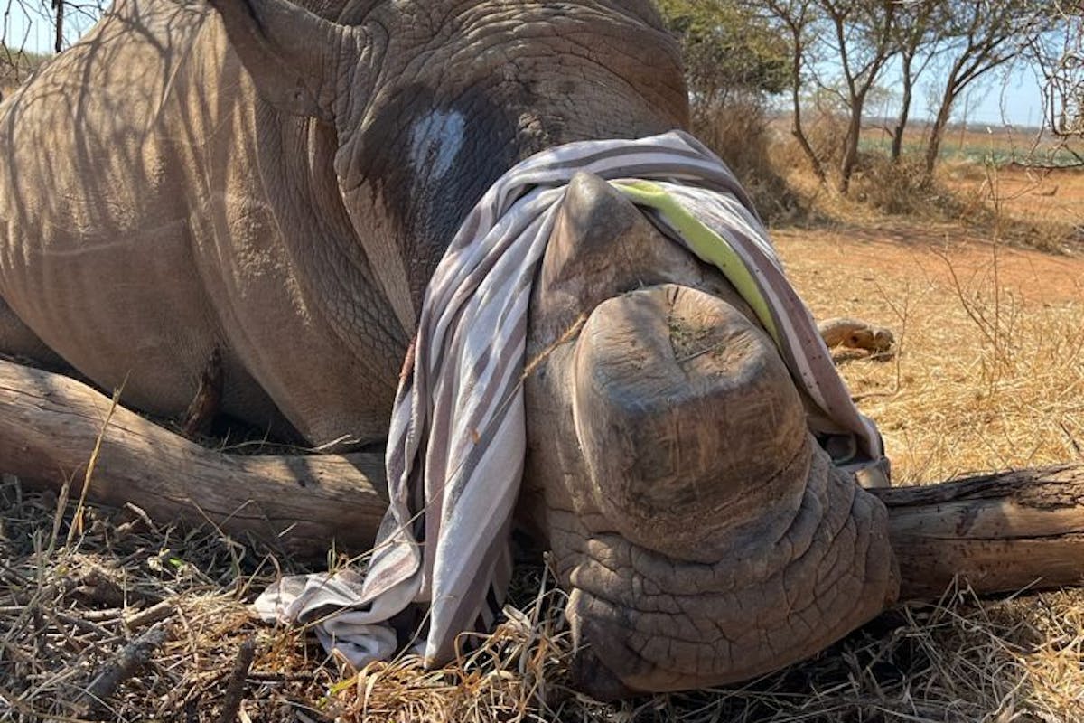 Michelle Roegiers: sedated rhino for dehorning