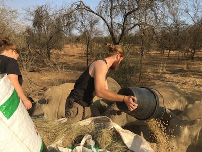 Lucas Zermatten: feeding pellets to the rhinos at Golola