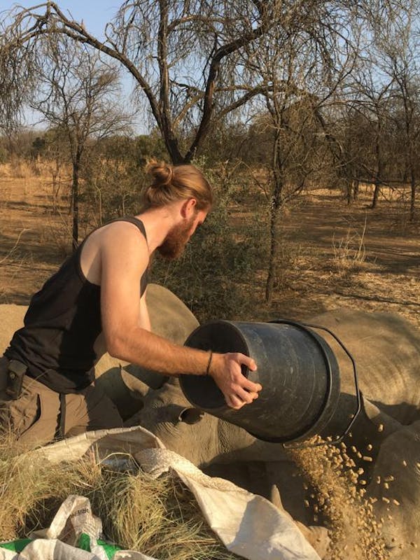Lucas Zermatten: feeding pellets to the rhinos at Golola