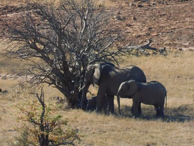 A mother and child elephant next to a tree