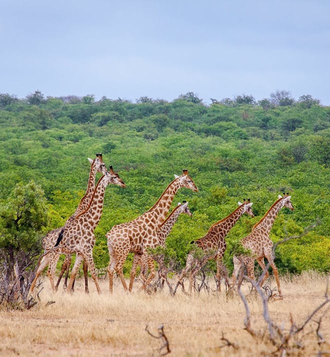 A herd of giraffes running through the bush at The Game Ranger Experience.