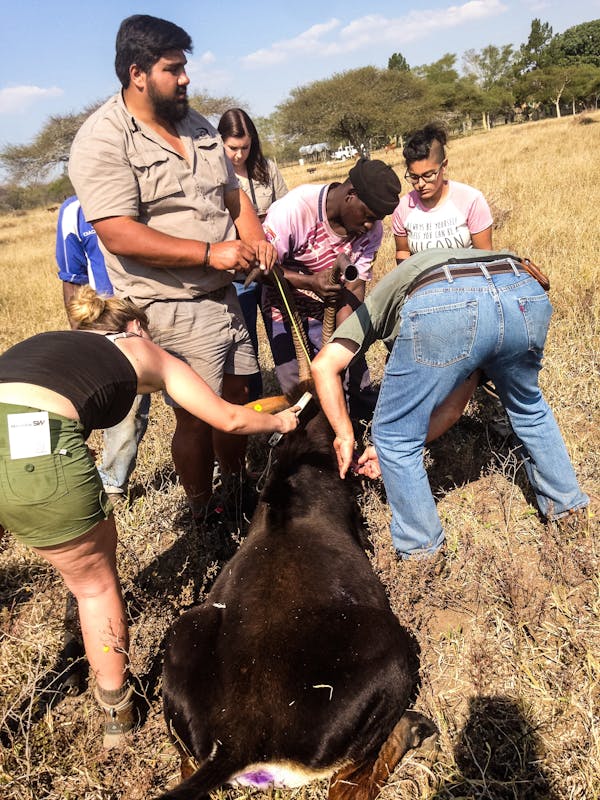 School group working together to monitor an antelope in the field