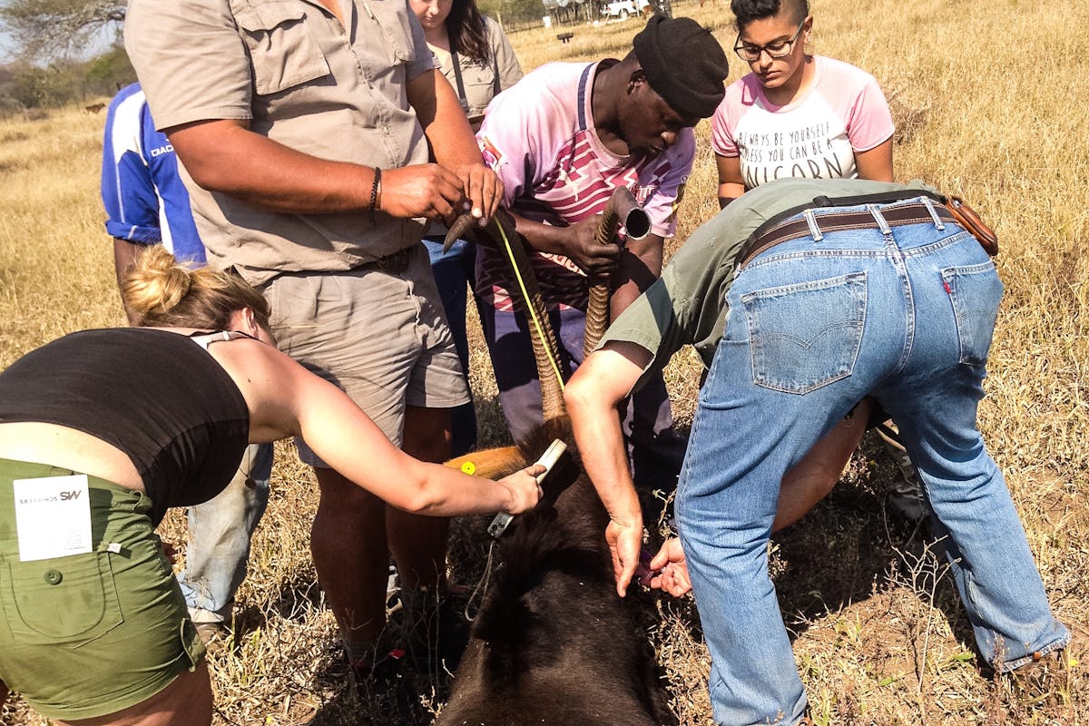 School group working together to monitor an antelope in the field