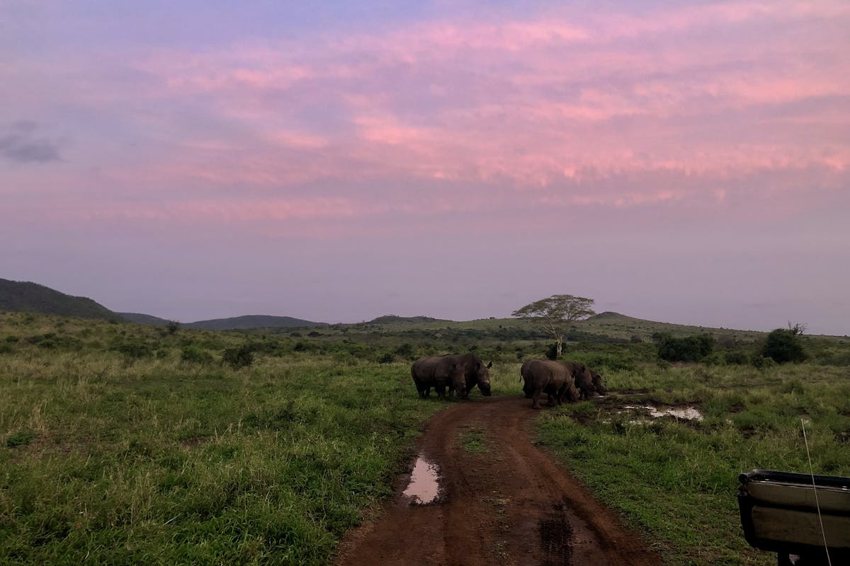 Katherine Prindle: rhinos in the bush with a sunset behind