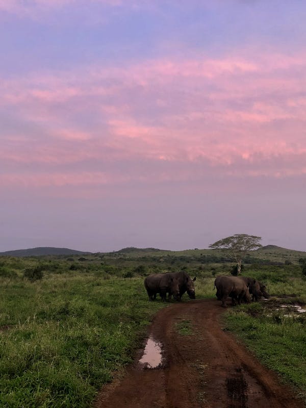 Katherine Prindle: rhinos in the bush with a sunset behind
