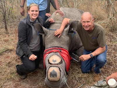 Lauryn Sitton: A female student sits in front of a rhino horn trimming
