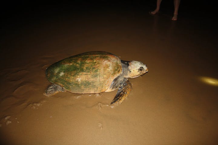 Turtle on the beach at night