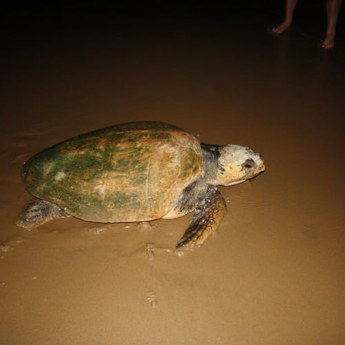 Turtle on the beach at night