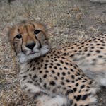 Barbara Merolli: close-up of a cheetah
