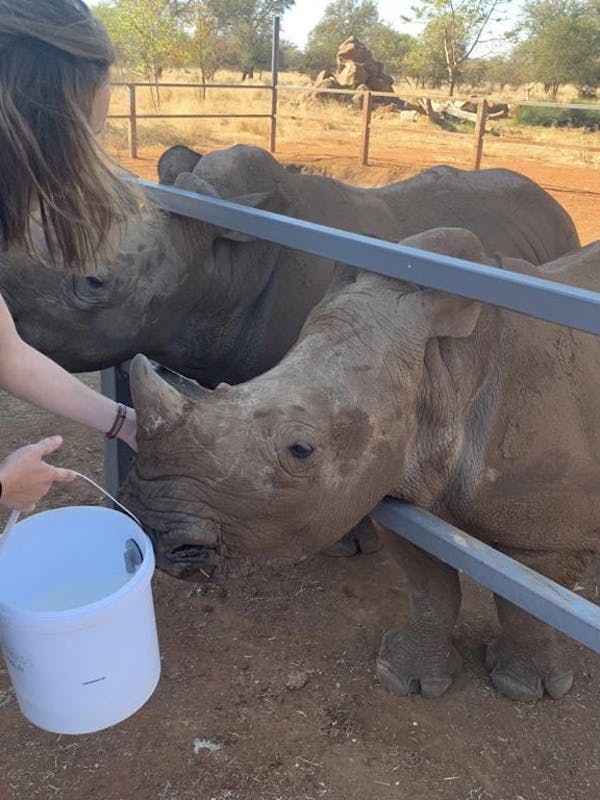 Sophia Greisen: feeding the rhinos