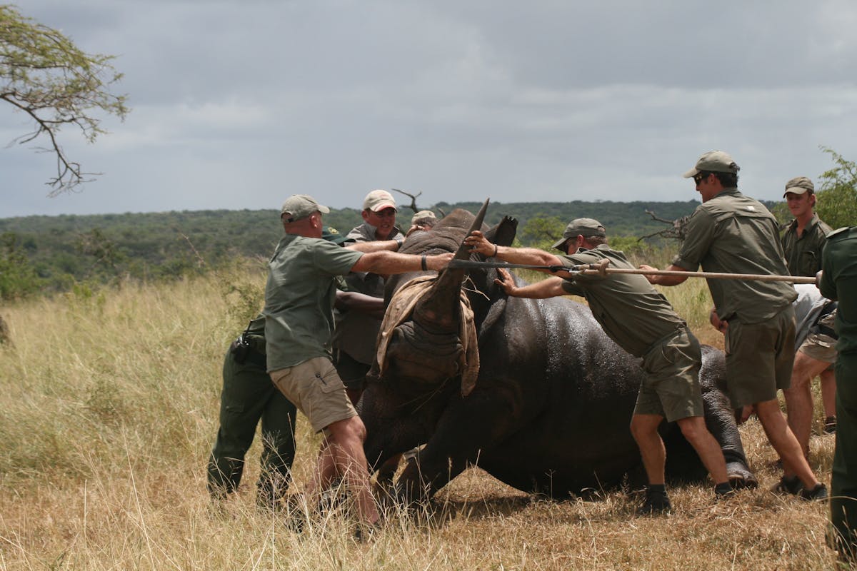 ACE volunteers and professionals at Phinda, rhino capture and relocation