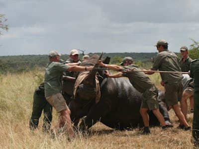 ACE volunteers and professionals at Phinda, rhino capture and relocation