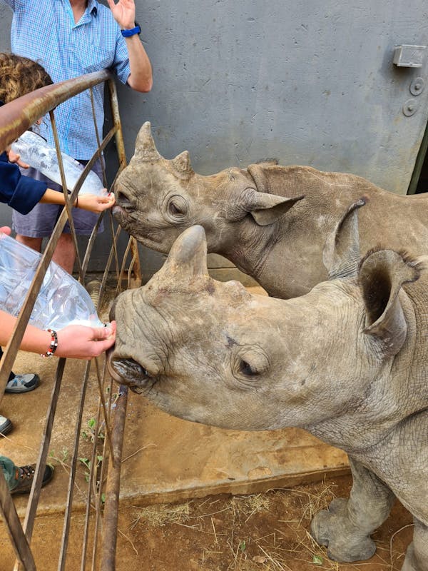 Rachele Stoppoloni: bottle feeding baby rhinos
