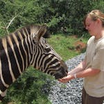 An ACE volunteer feeding a Zebra at Moholoholo Wildlife Rehabilitation Centre