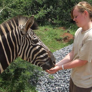 An ACE volunteer feeding a Zebra at Moholoholo Wildlife Rehabilitation Centre