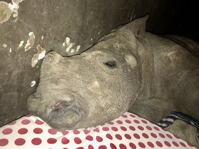 Rachele Stoppoloni: baby rhino