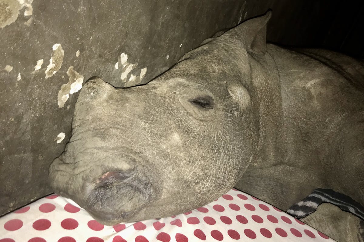 Rachele Stoppoloni: baby rhino