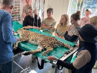 Caitlin Morse: a cheetah operation