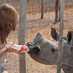 Student feeding a baby rhino