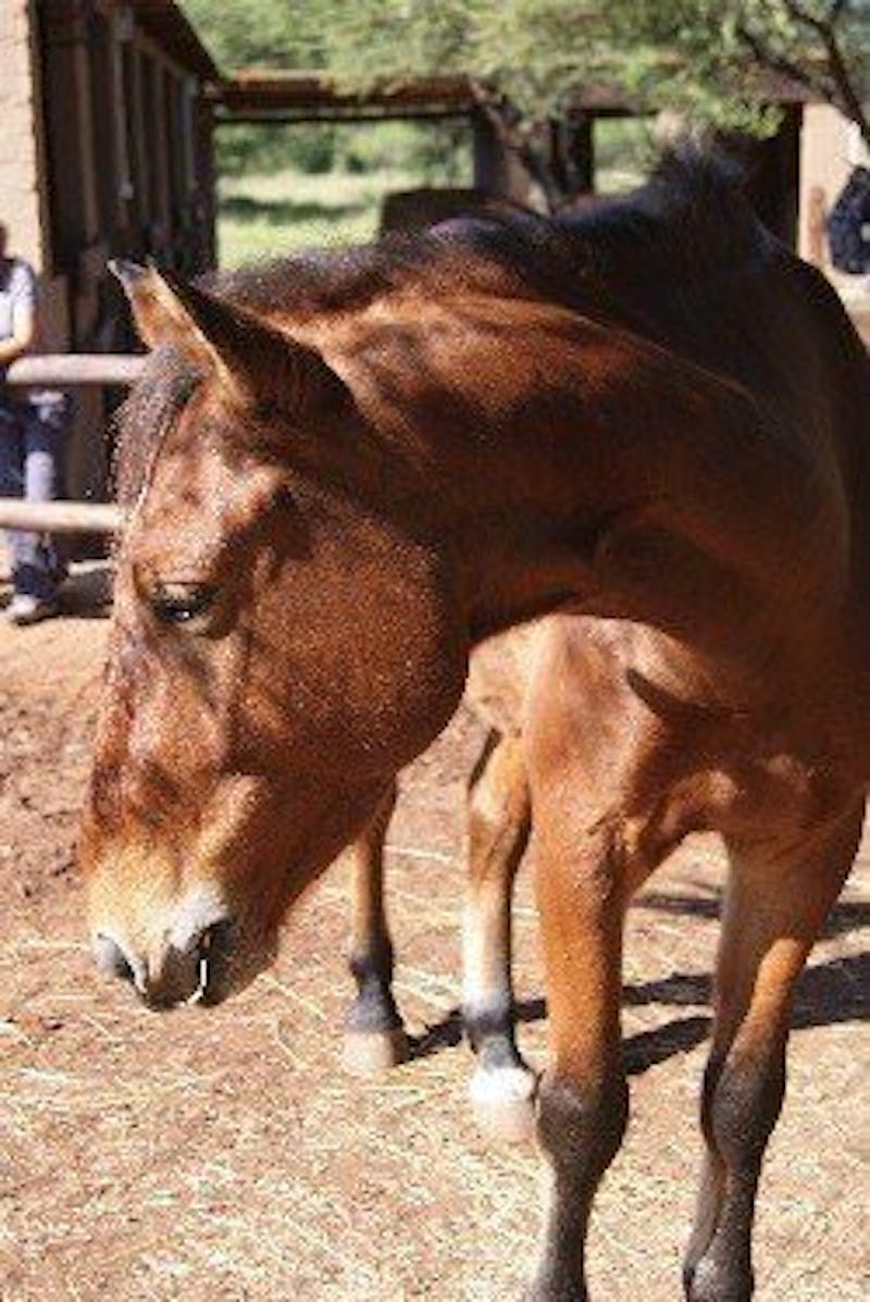 Max, horse at Hanchi Conservation Experience