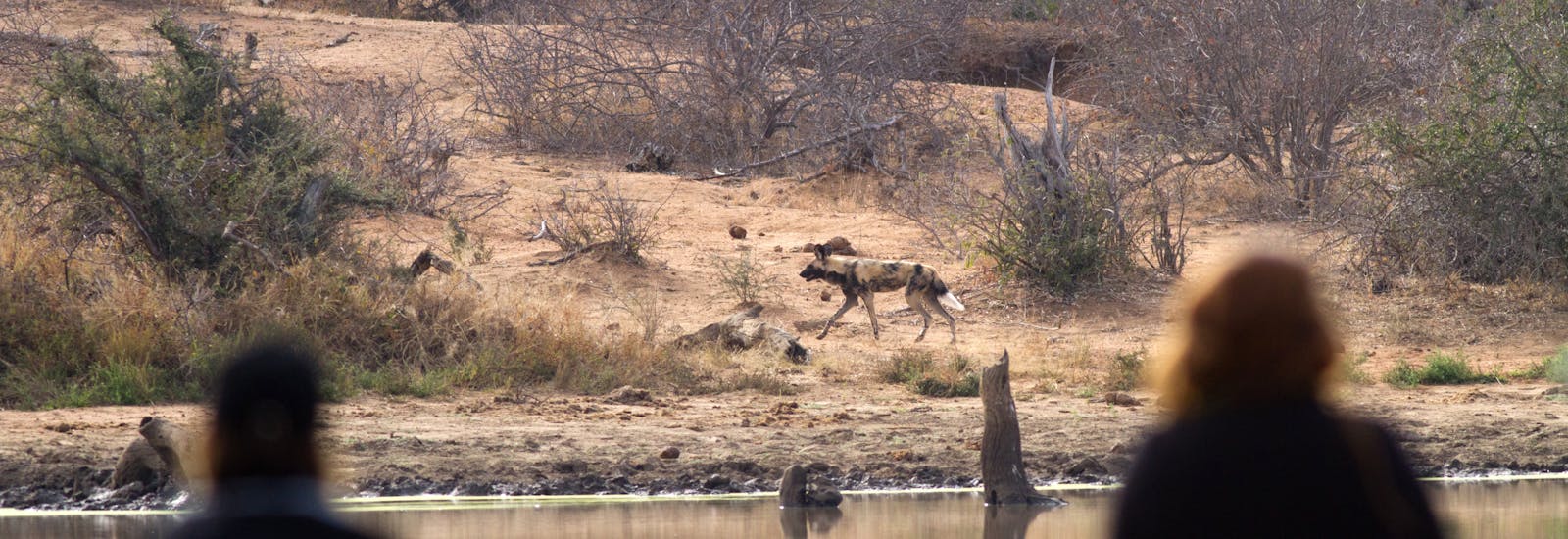 Two ACE volunteers watching a wild dog on the other side of the water