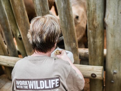 Norma Falconer: feeding the rhinos at Care For Wild Africa