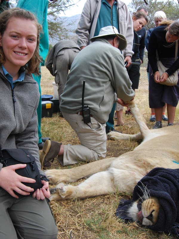 Ruby Shorrock: sedated lion