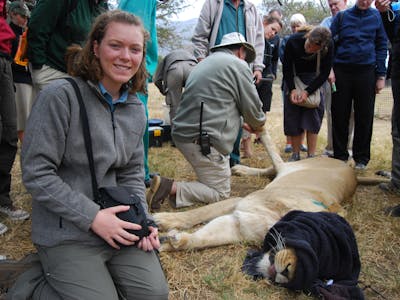 Ruby Shorrock: sedated lion