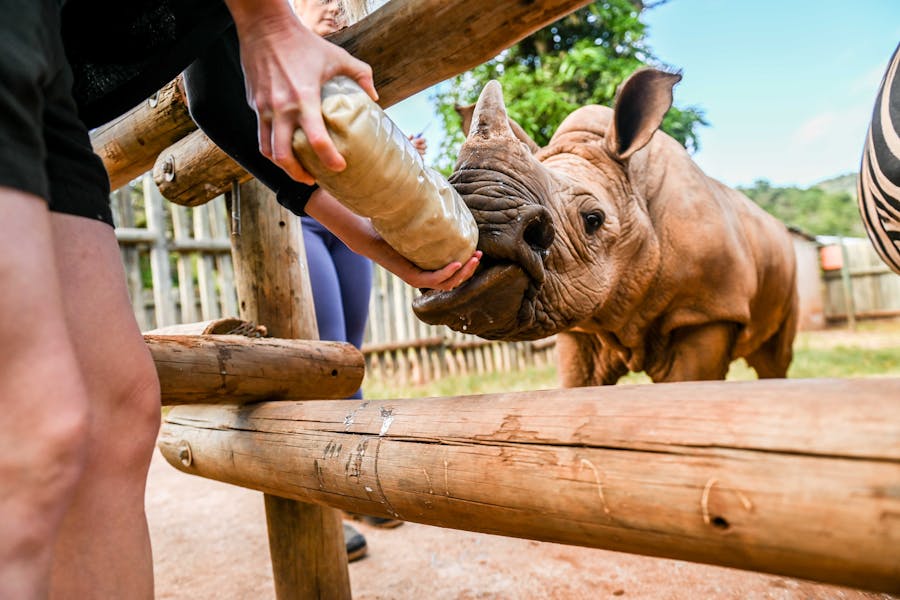 Bottle feeding a rhino calf, Care for Wild Africa