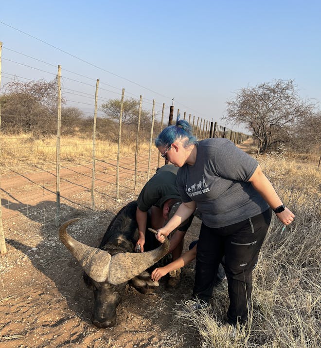 Kaitlyn Evans: a team of vets work on a buffalo